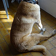Gena a rejoint le concours — aidez-le/la à gagner de superbes lots ! dog, collar, sitting, floor, tile_floor, indoor, light, shadow, window, fur, pet, animal, brown_fur, looking_away, quiet, calm, domestic, home, resting, side_view