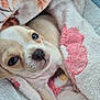 puppy, dog, blanket, cute, close_up, pet, fur, snuggle, soft, cozy, animal, bed, resting, young, adorable, face, warm, comfort, sleepy, indoors