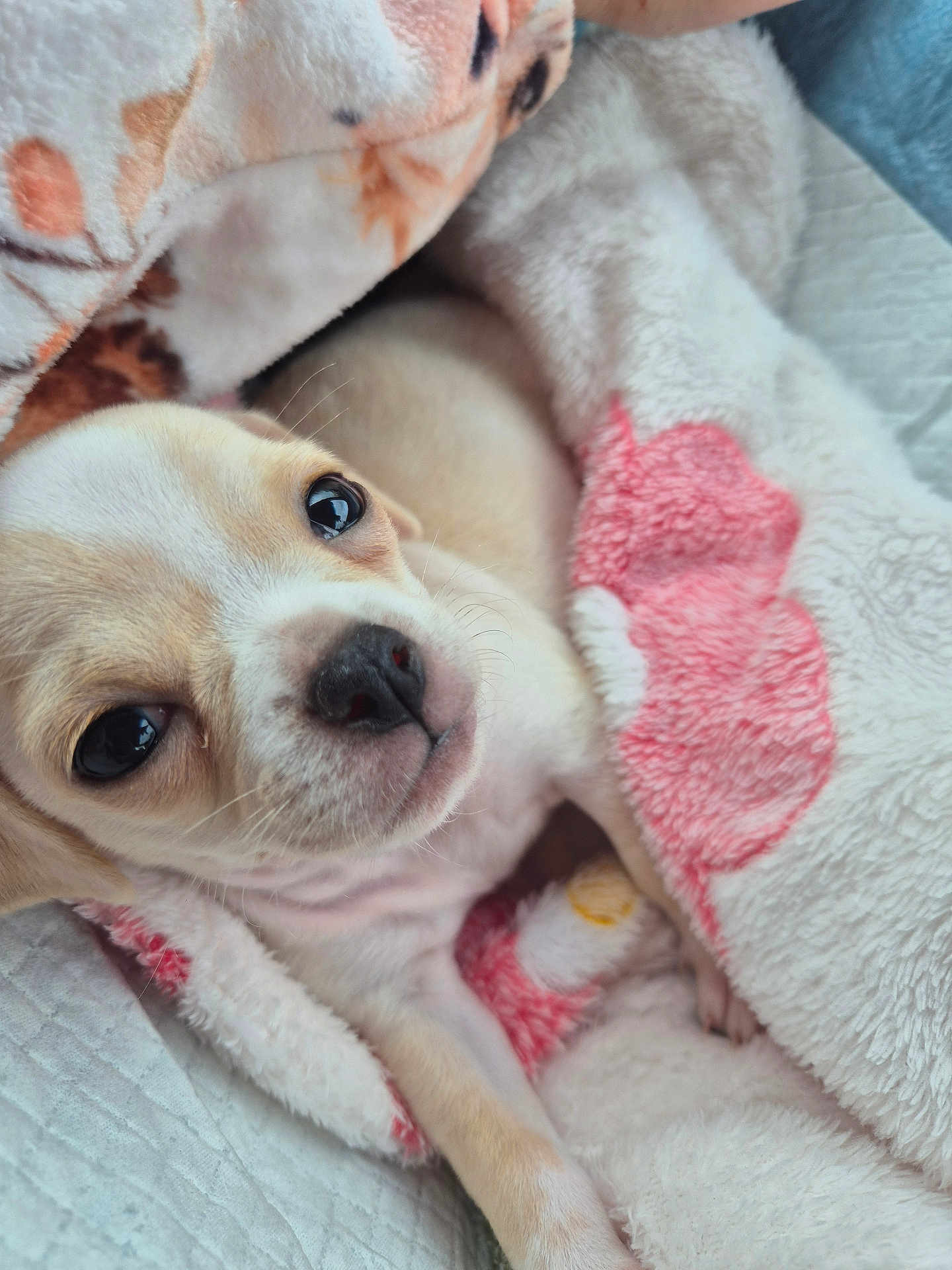 Daisy