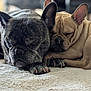 animal, carpet, close_up, companion, cozy, cute, dog, ears, face, french_bulldog, friendship, fur, indoor, nap, paw, peaceful, pet, resting, sleeping, two_dogs