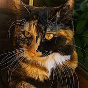 Nala joined the competition — help win amazing prizes! cat, calico_cat, close_up, golden_eyes, whiskers, sunlight, window, indoor, fur, pet, animal, relaxed, cozy, portrait, mammal, nature, brown, orange, black, white