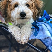 Boots is registered to the contest to win money with this photo: dog, curly_fur, fluffy, paws, camping_chair, blue_towel, outdoor, pet, animal, resting, close_up, fur, cute, companion, nature, relaxing, portrait, friendly, summer, leisure