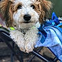 dog, curly_fur, fluffy, paws, camping_chair, blue_towel, outdoor, pet, animal, resting, close_up, fur, cute, companion, nature, relaxing, portrait, friendly, summer, leisure