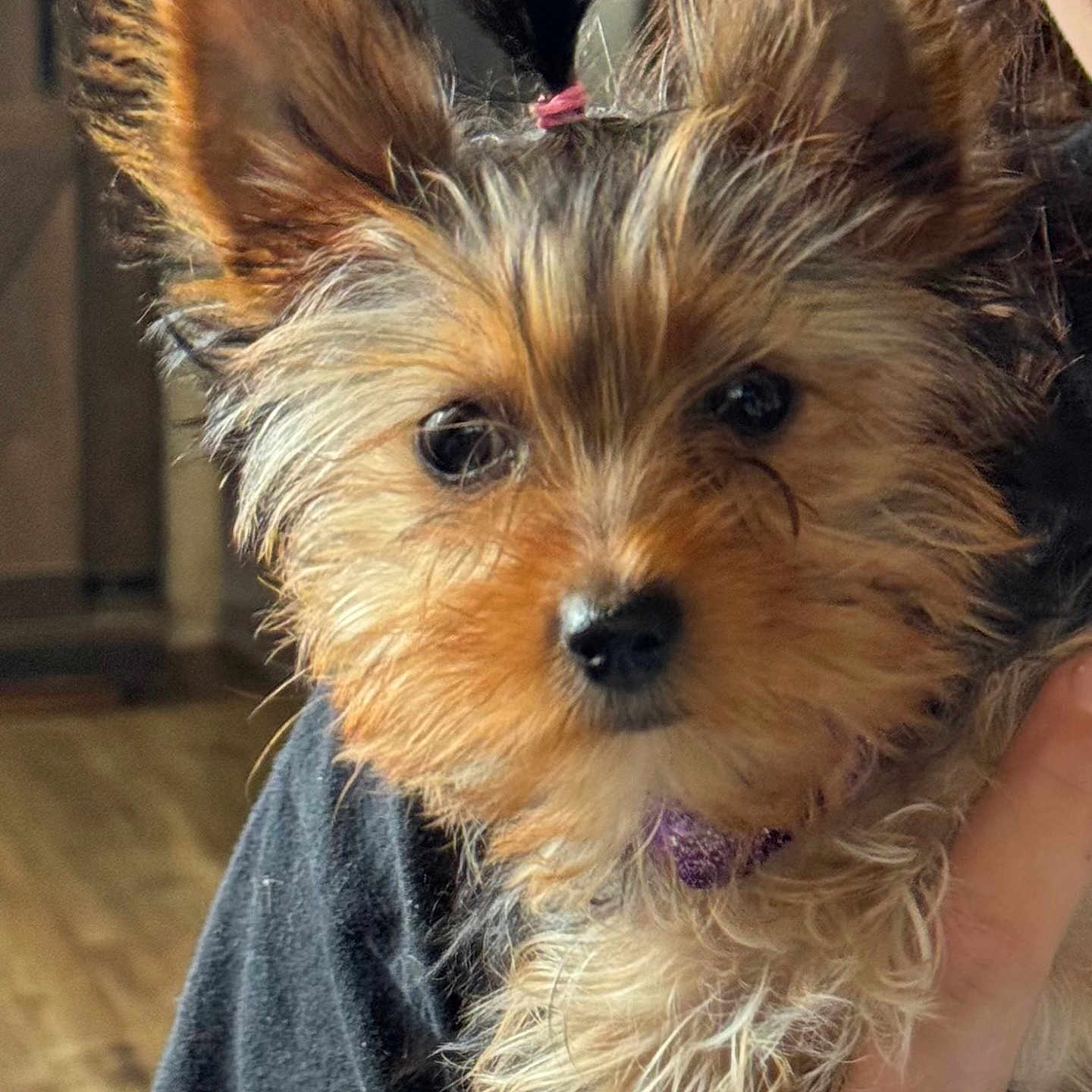 Baby Girl is registered to the contest to win money with this photo: animal, black, brown, closeup, clothing, cute, dog, ears, eyes, face, fluffy, fur, hand, hold, indoor, person, pet, portrait, puppy, small_dog