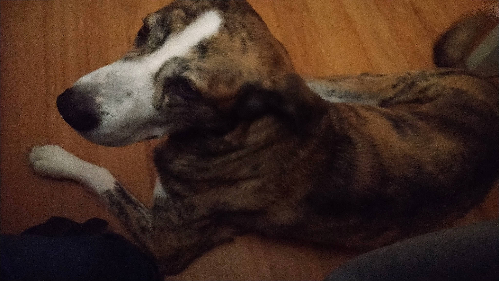 Dama participe au concours pour gagner de l'argent avec cette photo : canidae, carnivore, companion_dog, dog, dog_breed, flooring, fur, hardwood, koolie, sporting_group, terrestrial_animal, whiskers, wood, wood_flooring, working_animal, working_dog