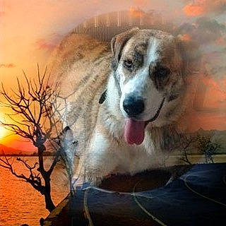 Dama participe au concours pour gagner de l'argent avec cette photo : astronomical_object, carnivore, companion_dog, denim, dog, dog_breed, evening, fur, morning, red_sky_at_morning, snout, sporting_group, sun, sunlight, sunrise, sunset, terrestrial_animal, vertebrate, whiskers, working_animal