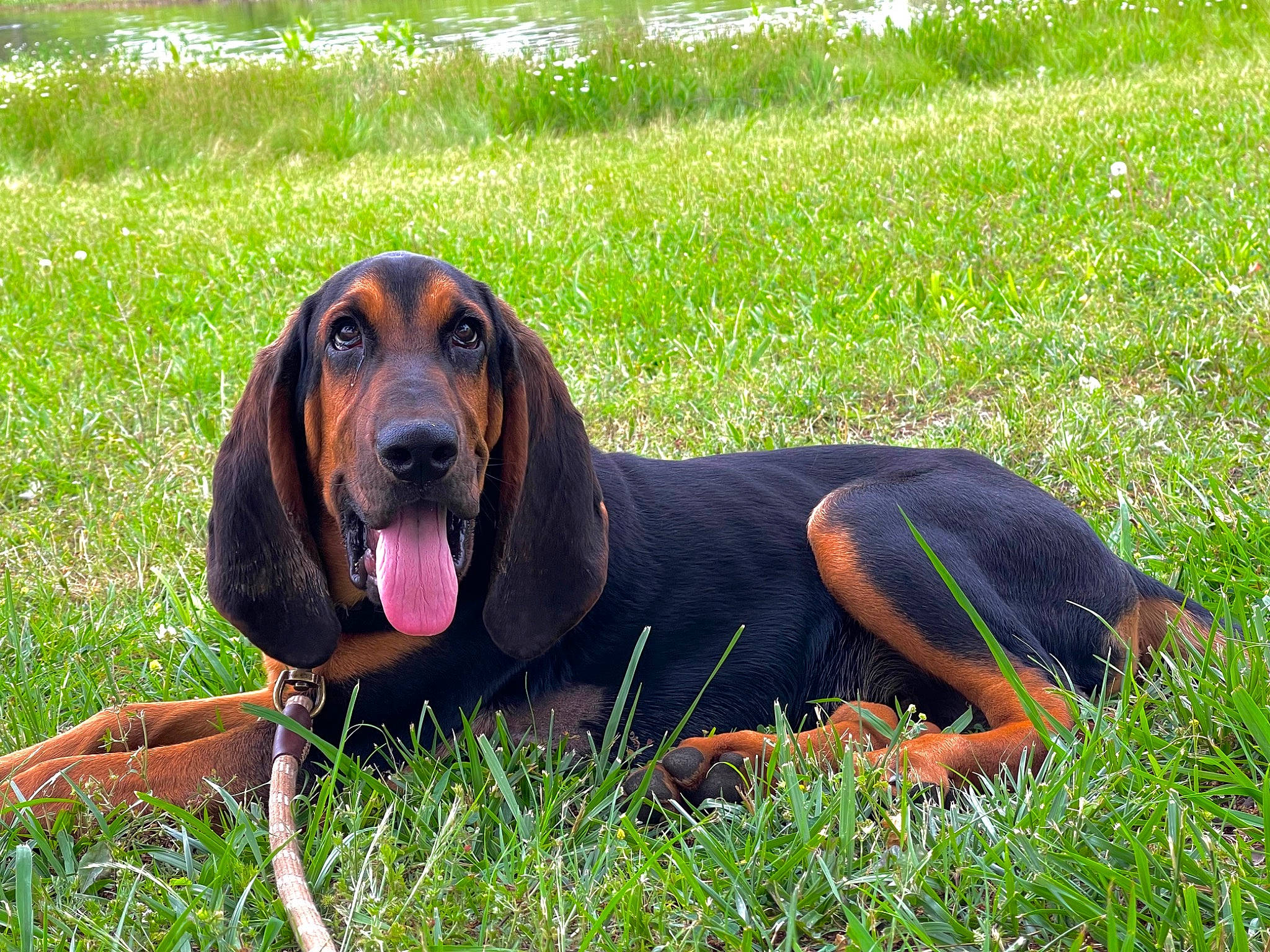 Red is registered to the contest to win money with this photo: canidae, carnivore, collar, companion_dog, dog, dog_breed, grass, hound, hunting_dog, liver, plant, scent_hound, sporting_group, terrestrial_animal, working_animal, working_dog