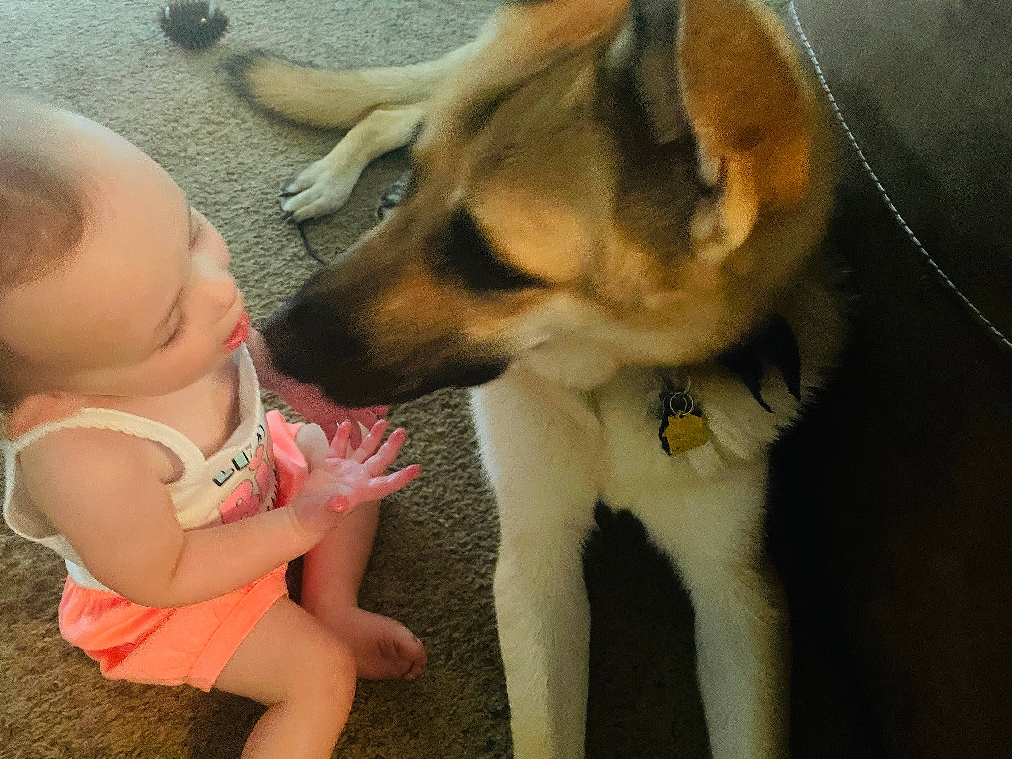 Mia Charlene is registered to the contest to win money with this photo: baby, baby_toddler_clothing, canidae, carnivore, companion_dog, dog, dog_breed, dog_supply, ear, fawn, foot, fun, fur, gesture, happy, paw, person, snout, sporting_group, toddler