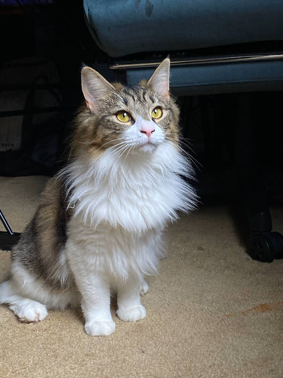 Frankie is registered to the contest to win money with this photo: asphalt, british_longhair, carnivore, cat, claw, fawn, felidae, flooring, fur, paw, road_surface, sitting, small_to_medium_sized_cats, snout, tail, terrestrial_animal, whiskers