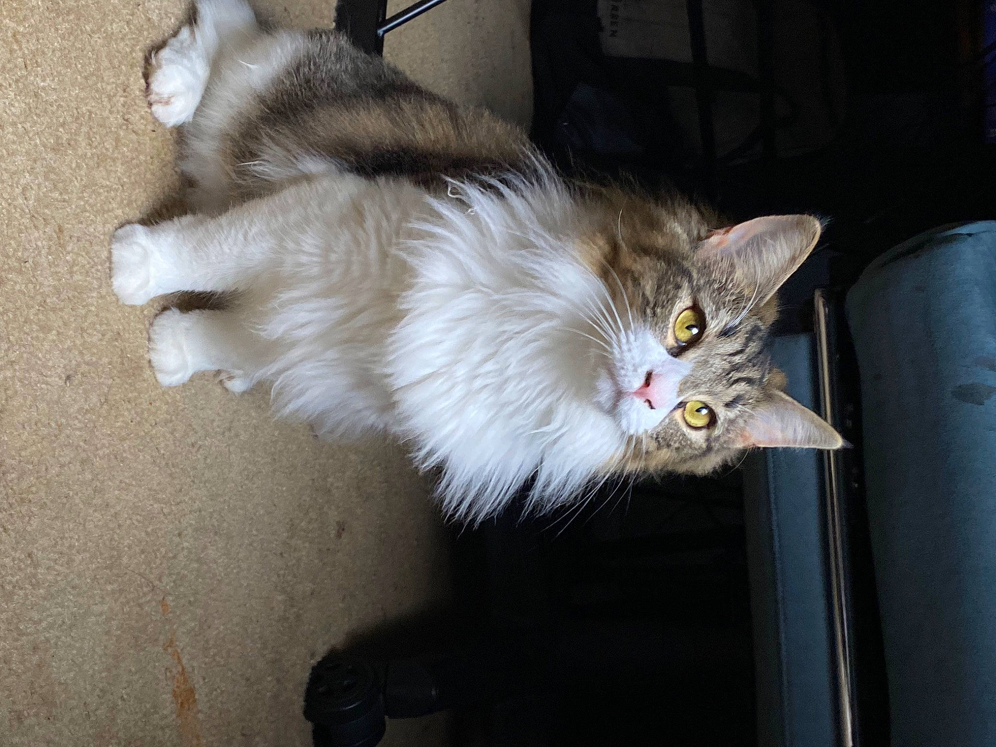 Frankie joined the competition — help win amazing prizes! carnivore, cat, claw, domestic_short_haired_cat, fawn, felidae, fur, paw, small_to_medium_sized_cats, snout, tail, whiskers, window