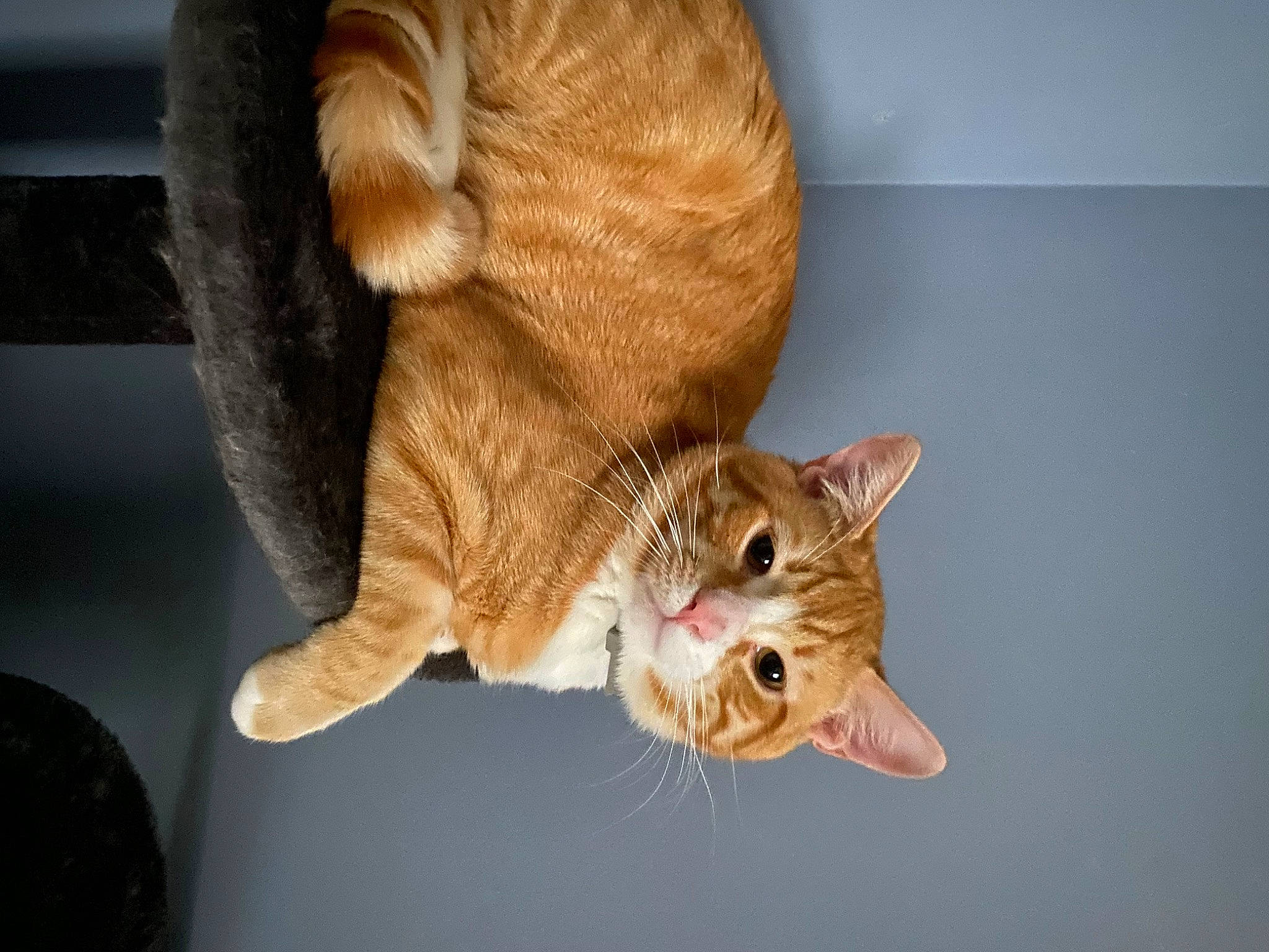 Mato joined the competition — help win amazing prizes! carnivore, cat, claw, collar, comfort, domestic_short_haired_cat, ear, fawn, felidae, fur, gesture, mammal, paw, plant, small_to_medium_sized_cats, snout, tail, vertebrate, whiskers, wood