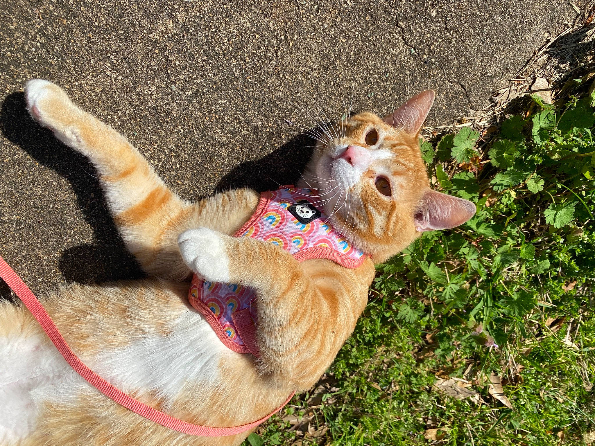 Mato joined the competition — help win amazing prizes! canidae, carnivore, collar, companion_dog, dog, dog_breed, dog_collar, dog_supply, fawn, felidae, fur, grass, leash, paw, pet_supply, small_to_medium_sized_cats, snout, sporting_group, tail, whiskers