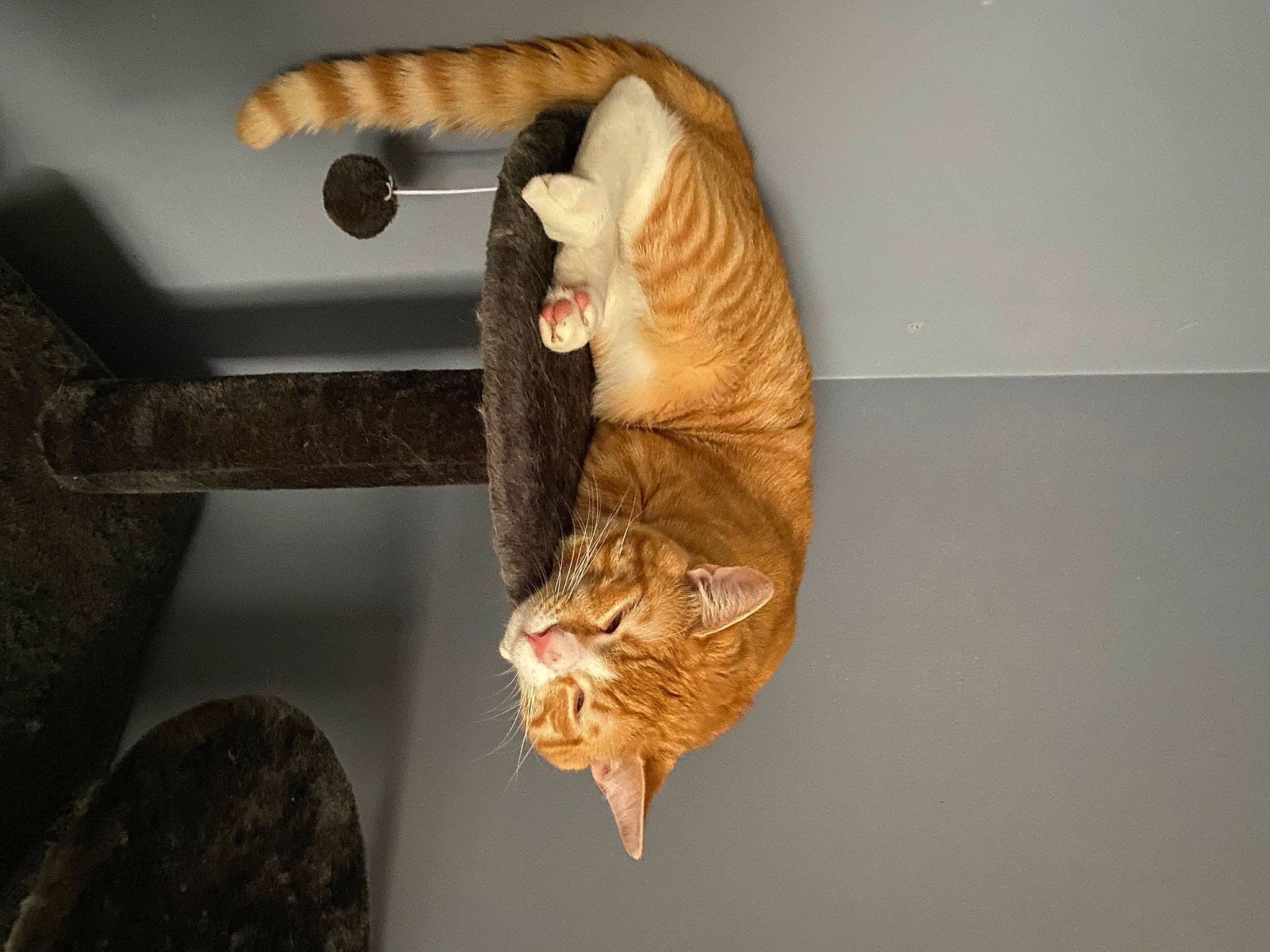 Mato is registered to the contest to win money with this photo: carnivore, cat, ceiling, comfort, couch, domestic_short_haired_cat, fawn, felidae, flooring, fur, hardwood, natural_material, plant, room, shelf, small_to_medium_sized_cats, tail, tree, whiskers, wood