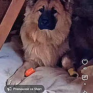 Milo participe au concours pour gagner de l'argent avec cette photo : dog, puppy, german_shepherd, cushion, indoor, wooden_beam, pet, animal, fur, canine, resting, cozy, domestic, portrait, young_dog, social_media, video_screenshot, text_overlay, hashtag, cute