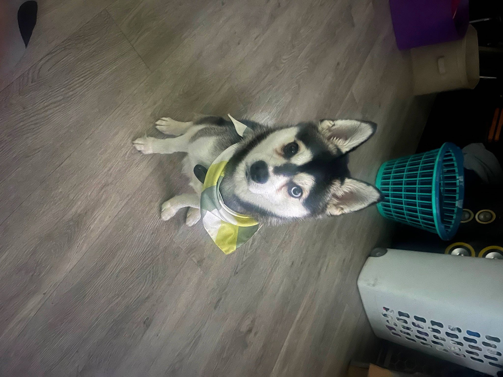 Rex joined the competition — help win amazing prizes! canidae, carnivore, companion_dog, dog, dog_breed, dog_supply, flooring, gas, hardwood, machine, non_sporting_group, sporting_group, tail, wood