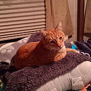 Tiggers is registered to the contest to win money with this photo: cat, orange_tabby, blanket, pillow, indoor, pet, fur, resting, cozy, bedroom, curtains, blinds, animal, whiskers, relaxing, domestic_cat, sleepy, comfort, feline, soft