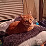 animal, bedroom, blanket, blinds, cat, comfort, cozy, curtains, domestic_cat, feline, fur, indoor, orange_tabby, pet, pillow, relaxing, resting, sleepy, soft, whiskers