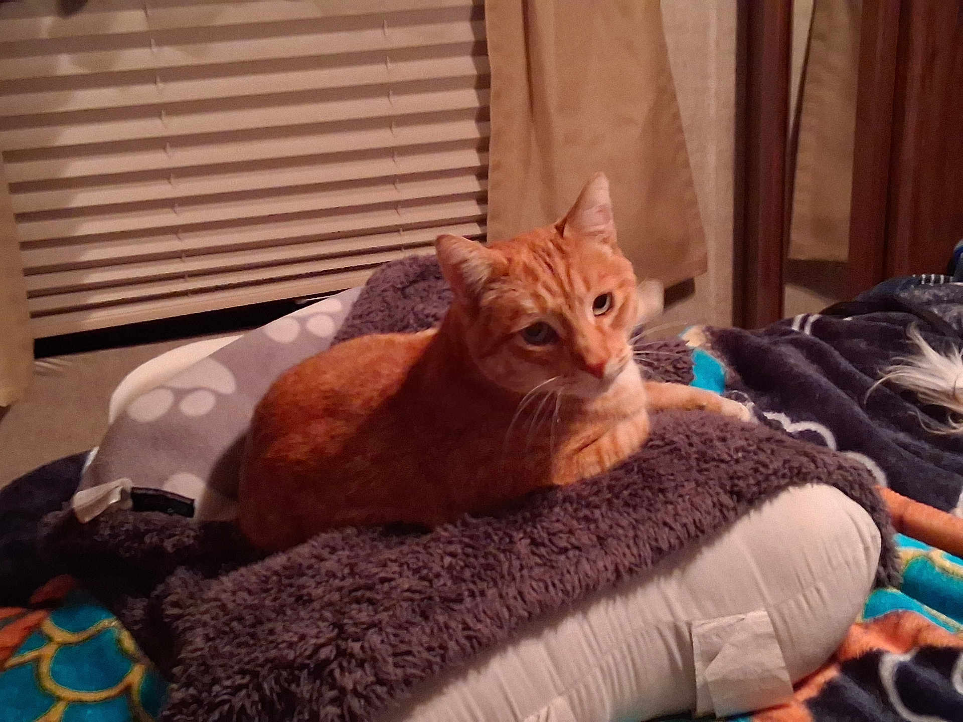 Tiggers is registered to the contest to win money with this photo: cat, orange_tabby, blanket, pillow, indoor, pet, fur, resting, cozy, bedroom, curtains, blinds, animal, whiskers, relaxing, domestic_cat, sleepy, comfort, feline, soft