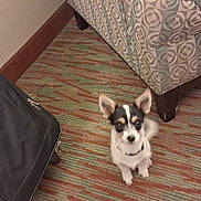 Skye is registered to the contest to win money with this photo: animal, armchair, black_and_white, blur, canine, carpet, collar, cute, dog, domestic, ears, floor, furniture, home, indoor, luggage, pet, sitting, small_dog, tail