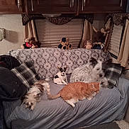 The Crew is registered to the contest to win money with this photo: animal, blanket, cat, couch, cozy, curtain, decor, dog, fur, home, indoor, medium_dog, orange_cat, pet, pillow, plush_toy, resting, small_dog, stuffed_animal, window