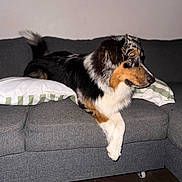 Shadow a rejoint le concours — aidez-le/la à gagner de superbes lots ! dog, couch, indoor, pet, animal, pillow, furniture, tricolor, relaxed, side_view, canine, domestic_animal, living_room, resting, fur, companion, household, comfort, alert, tile_floor