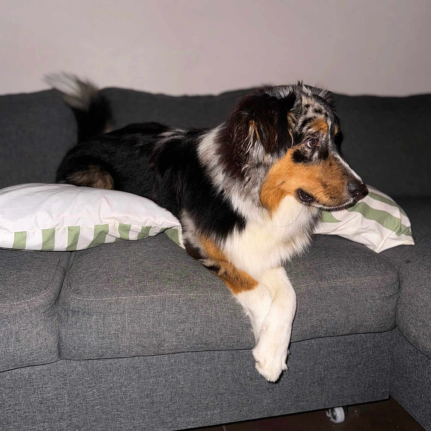 Shadow a rejoint le concours — aidez-le/la à gagner de superbes lots ! alert, animal, canine, comfort, companion, couch, dog, domestic_animal, fur, furniture, household, indoor, living_room, pet, pillow, relaxed, resting, side_view, tile_floor, tricolor