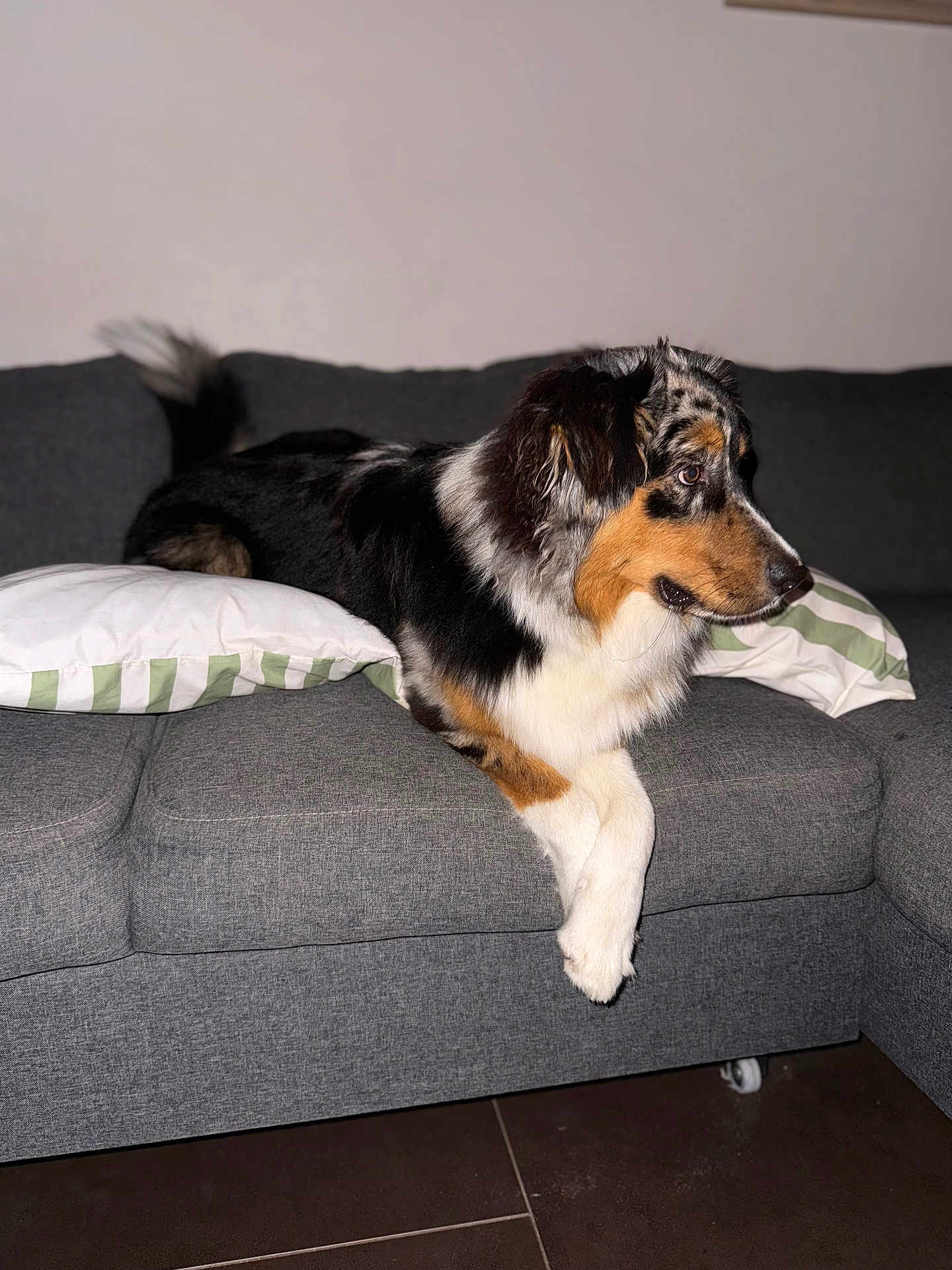 Shadow a rejoint le concours — aidez-le/la à gagner de superbes lots ! dog, couch, indoor, pet, animal, pillow, furniture, tricolor, relaxed, side_view, canine, domestic_animal, living_room, resting, fur, companion, household, comfort, alert, tile_floor
