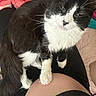 Oreo is registered to the contest to win money with this photo: cat, black_and_white, tuxedo_cat, fluffy, furry, pet, animal, whiskers, green_eyes, pink_nose, sitting, lounging, indoor, cozy, blanket, couch, person, close_up, portrait, relaxed