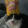 Oreo joined the competition — help win amazing prizes! cat, black_and_white, pet, animal, feline, portrait, close_up, indoors, snack_bag, potato_chips, lays, funny, costume, crown, upside_down, whiskers, fur, eyes, sitting, cozy