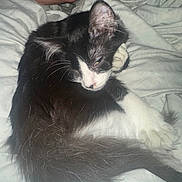 Oreo is registered to the contest to win money with this photo: cat, kitten, black_and_white, tuxedo_cat, sleepy, lying_down, bed, blanket, bedding, indoor, pet, furry, long_hair, whiskers, ears, paws, tail, relaxed, portrait, human_arm