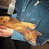 Garfield is registered to the contest to win money with this photo: cat, ginger_cat, orange_fur, pet, animal, domestic_cat, lying_down, upside_down, relaxed, sleepy, paws, whiskers, ears, feline, person, blue_jacket, hands, indoors, cuddling, portrait