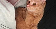 Garfield is registered to the contest to win money with this photo: cat, kitten, orange_cat, ginger_cat, feline, pet, animal, fur, whiskers, ears, eyes, pink_nose, sleeping_area, bed, blanket, pillow, indoors, cozy, relaxed, portrait