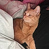 cat, kitten, orange_cat, ginger_cat, feline, pet, animal, fur, whiskers, ears, eyes, pink_nose, sleeping_area, bed, blanket, pillow, indoors, cozy, relaxed, portrait