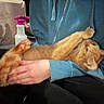 cat, orange_cat, pet, animal, feline, upside_down, lying_down, being_held, human, person, hands, blue_jacket, indoor, home, cuddle, relaxed, whiskers, paws, spray_bottle, portrait