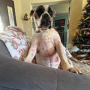 Harley is registered to the contest to win money with this photo: dog, couch, blanket, living_room, christmas_tree, decorations, indoor, pet, canine, furniture, home, holiday, relaxed, curious, seated, white, black, large_dog, decor, cozy