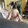 dog, couch, blanket, living_room, christmas_tree, decorations, indoor, pet, canine, furniture, home, holiday, relaxed, curious, seated, white, black, large_dog, decor, cozy