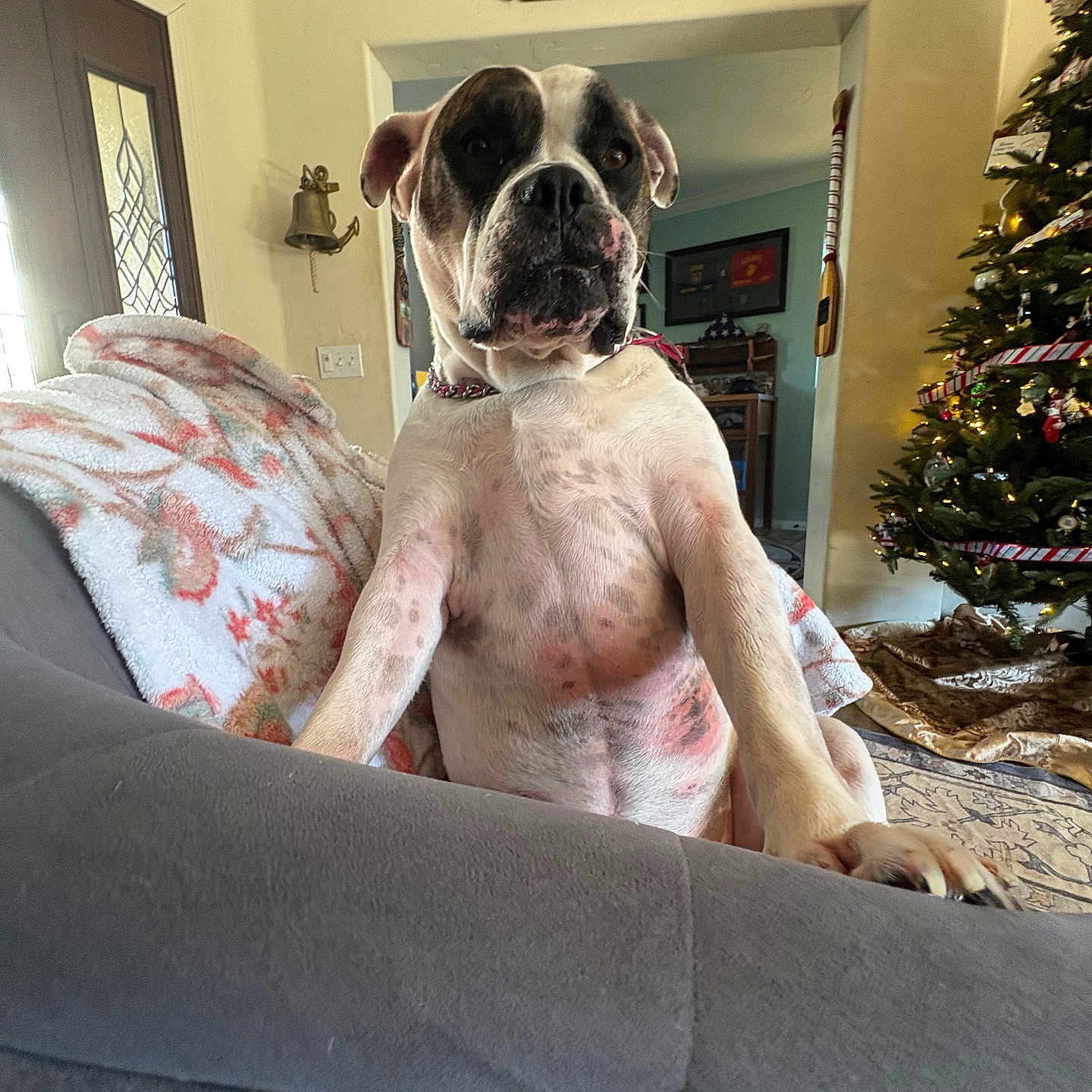 Harley is registered to the contest to win money with this photo: black, blanket, canine, christmas_tree, couch, cozy, curious, decor, decorations, dog, furniture, holiday, home, indoor, large_dog, living_room, pet, relaxed, seated, white