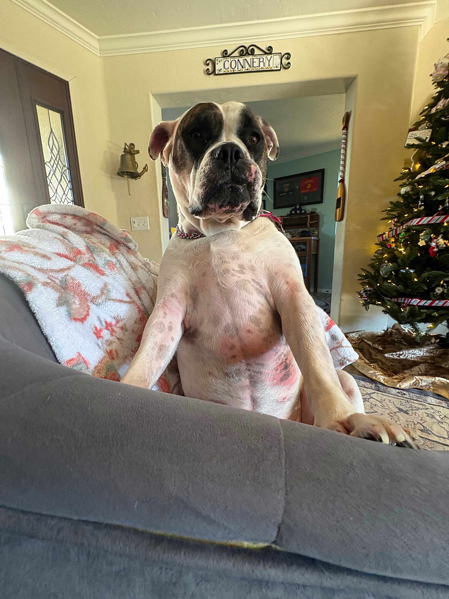 Harley is registered to the contest to win money with this photo: dog, couch, blanket, living_room, christmas_tree, decorations, indoor, pet, canine, furniture, home, holiday, relaxed, curious, seated, white, black, large_dog, decor, cozy
