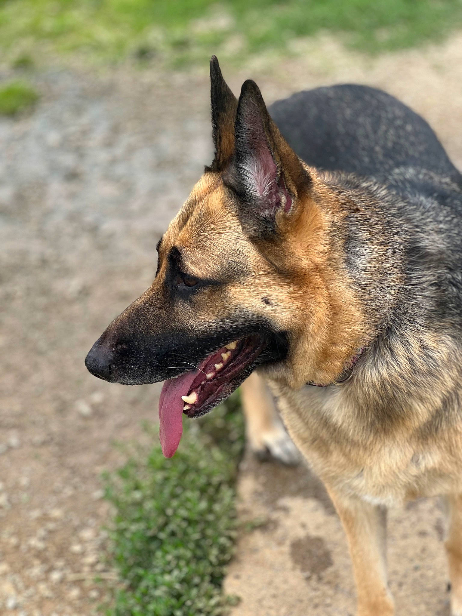 Hachi joined the competition — help win amazing prizes! biting, canidae, canis, carnivore, collar, dog, dog_breed, east_european_shepherd, fang, fawn, fur, german_shepherd_dog, grass, herding_dog, king_shepherd, old_german_shepherd_dog, sporting_group, terrestrial_animal, working_animal, working_dog