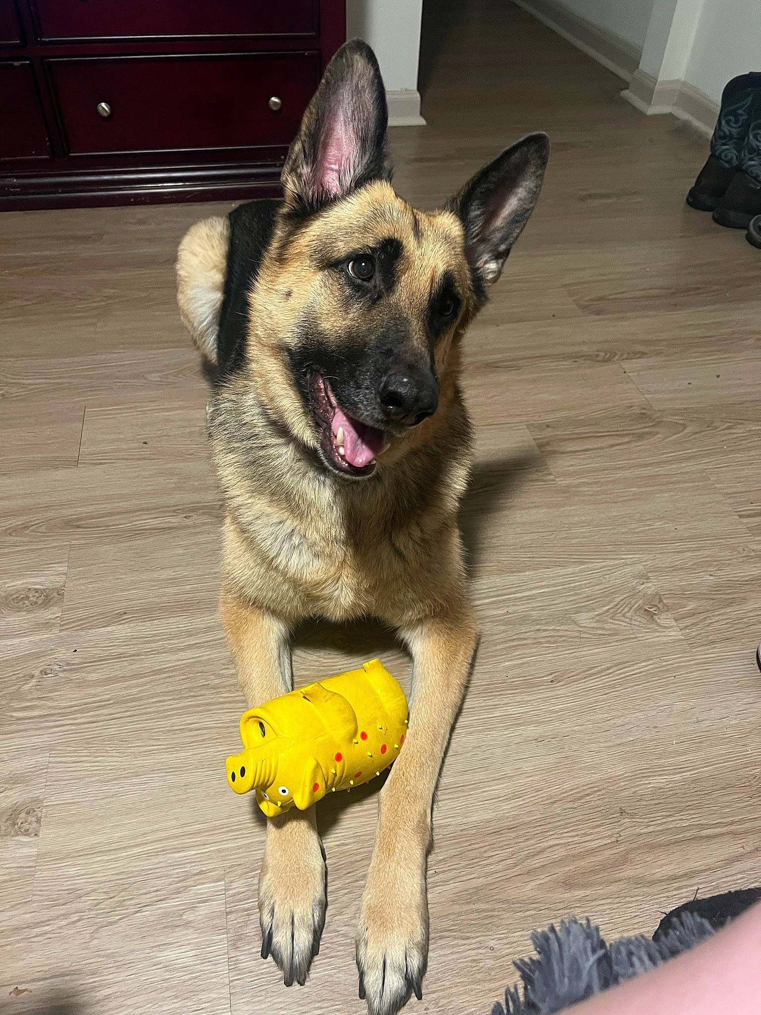 Hachi joined the competition — help win amazing prizes! biting, canidae, carnivore, collar, companion_dog, dog, dog_breed, dog_supply, fawn, flooring, fur, german_shepherd_dog, hardwood, herding_dog, paw, snout, tail, wood, working_animal, working_dog