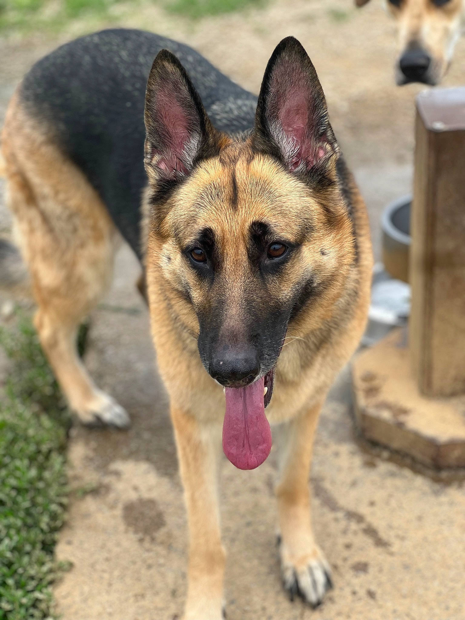 Hachi is registered to the contest to win money with this photo: art, canidae, carnivore, dog, dog_breed, east_european_shepherd, eye, fawn, fireworks, german_shepherd_dog, head, herding_dog, king_shepherd, old_german_shepherd_dog, plant, snout, sporting_group, terrestrial_animal, working_animal, working_dog