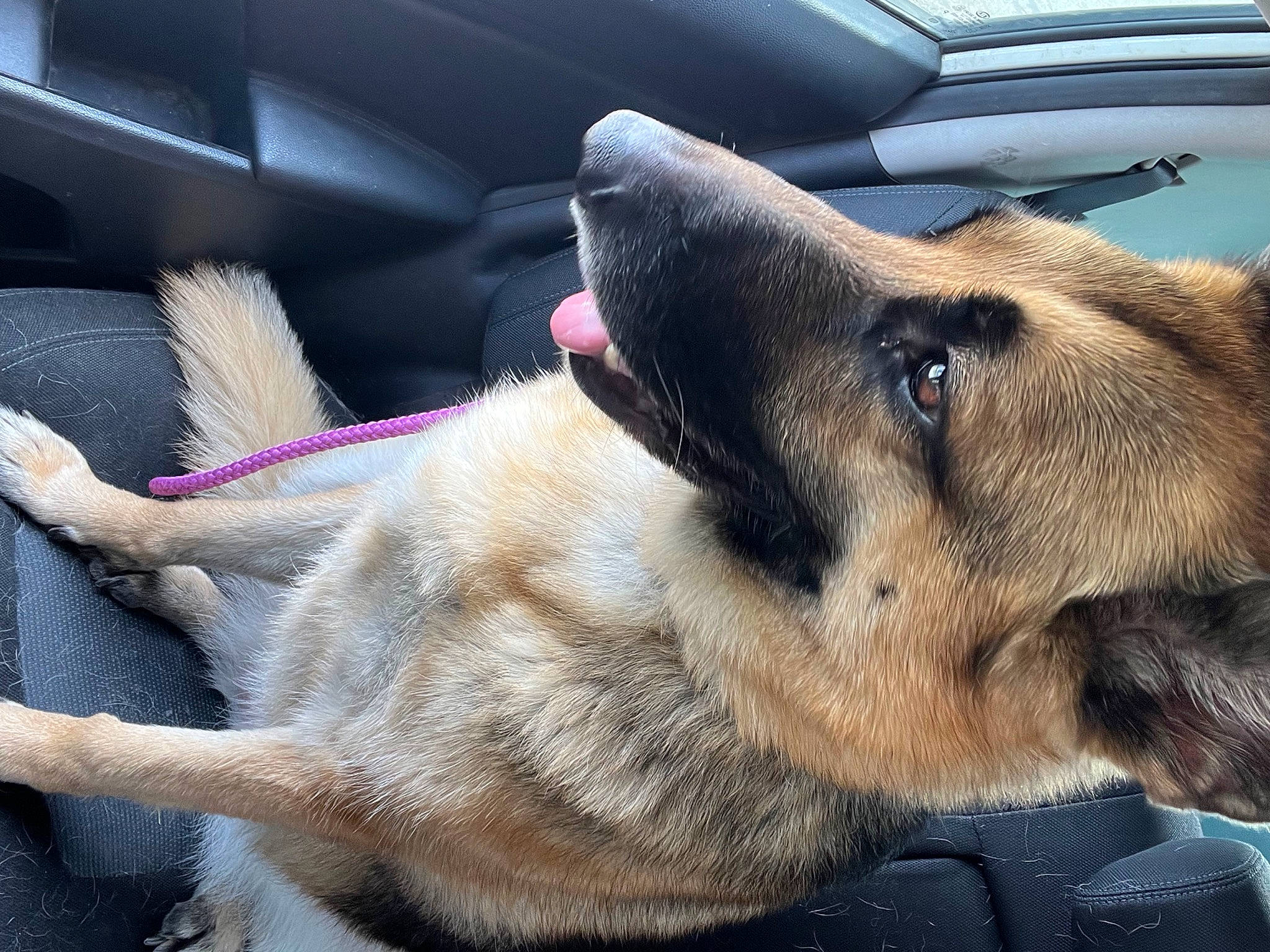 Hachi joined the competition — help win amazing prizes! auto_part, belgian_shepherd_malinois, car_seat, carnivore, collar, companion_dog, dog, dog_breed, dog_collar, east_european_shepherd, foot, fur, guard_dog, mammal, snout, vehicle_door, whiskers, windshield, working_animal, working_dog
