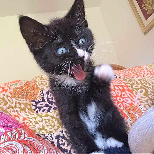 Denise is registered to the contest to win money with this photo: animal, bed, bedroom, blackcat, bodypart, cat, couch, cushion, furniture, homedecor, indoors, kitten, manx, mouth, person, pet, quilt, room, teeth, tongue