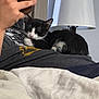 bedroom, black_and_white, blanket, casual, cat, comfort, cozy, furniture, hand, home, indoor, kitten, lamp, nap, person, phone, relaxing, resting, sleeping, tshirt