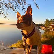 Bear is registered to the contest to win money with this photo: dog, chihuahua, small_dog, pointy_ears, standing, collar, leash, red_beacon, outdoors, lakeside, lake, water, sunset, golden_hour, reflection, trees, branches, blue_sky, nature, portrait