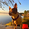 dog, chihuahua, small_dog, pointy_ears, standing, collar, leash, red_beacon, outdoors, lakeside, lake, water, sunset, golden_hour, reflection, trees, branches, blue_sky, nature, portrait