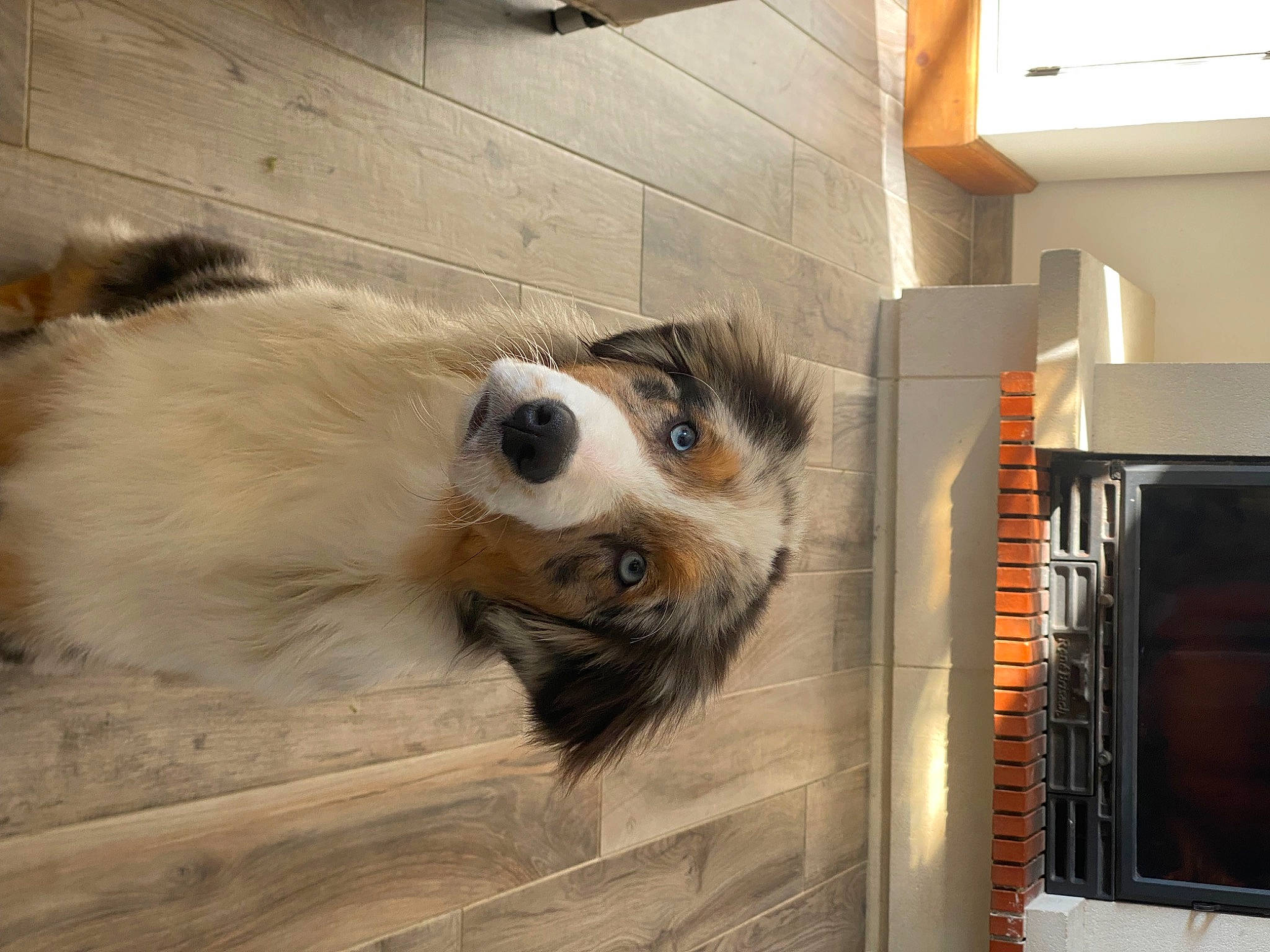 Taïko participe au concours pour gagner de l'argent avec cette photo : animal_shelter, canidae, carnivore, companion_dog, dog, dog_breed, dog_supply, fawn, flooring, fur, gas, kitchen_appliance, paw, pet_supply, snout, sporting_group, terrestrial_animal, whiskers, wood, working_animal