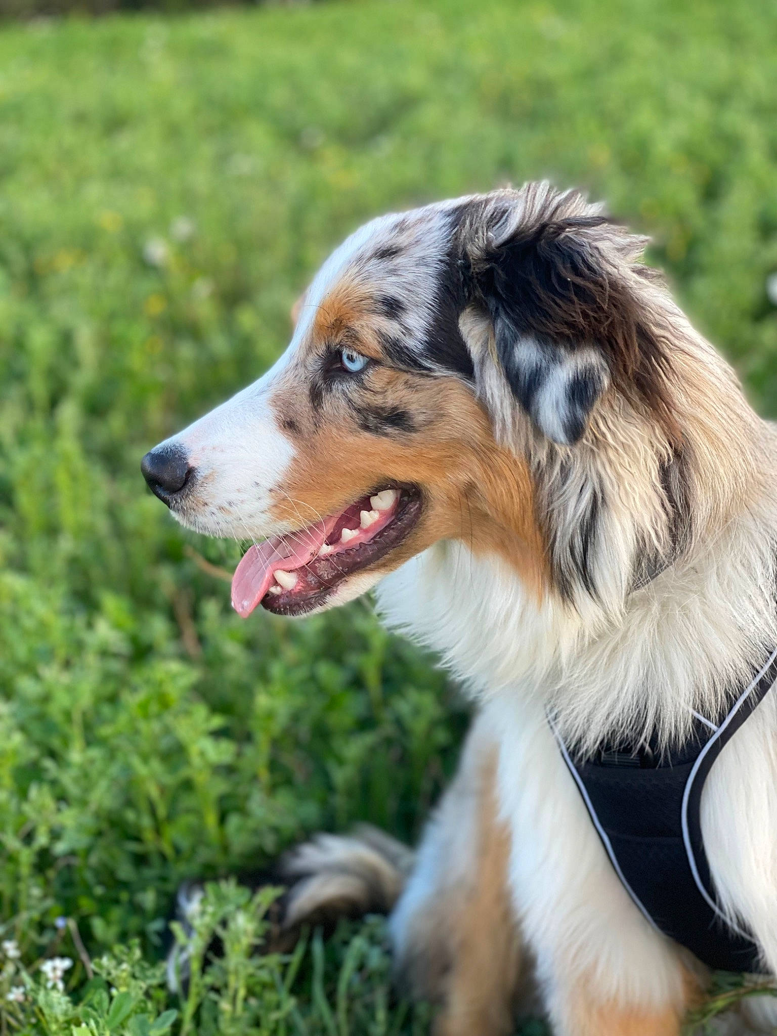 Taïko participe au concours pour gagner de l'argent avec cette photo : ancient_dog_breeds, australian_collie, australian_shepherd, canidae, carnivore, companion_dog, dog, dog_breed, fang, fur, grass, herding_dog, plant, rough_collie, snout, sporting_group, terrestrial_animal, whiskers, wildlife, working_dog