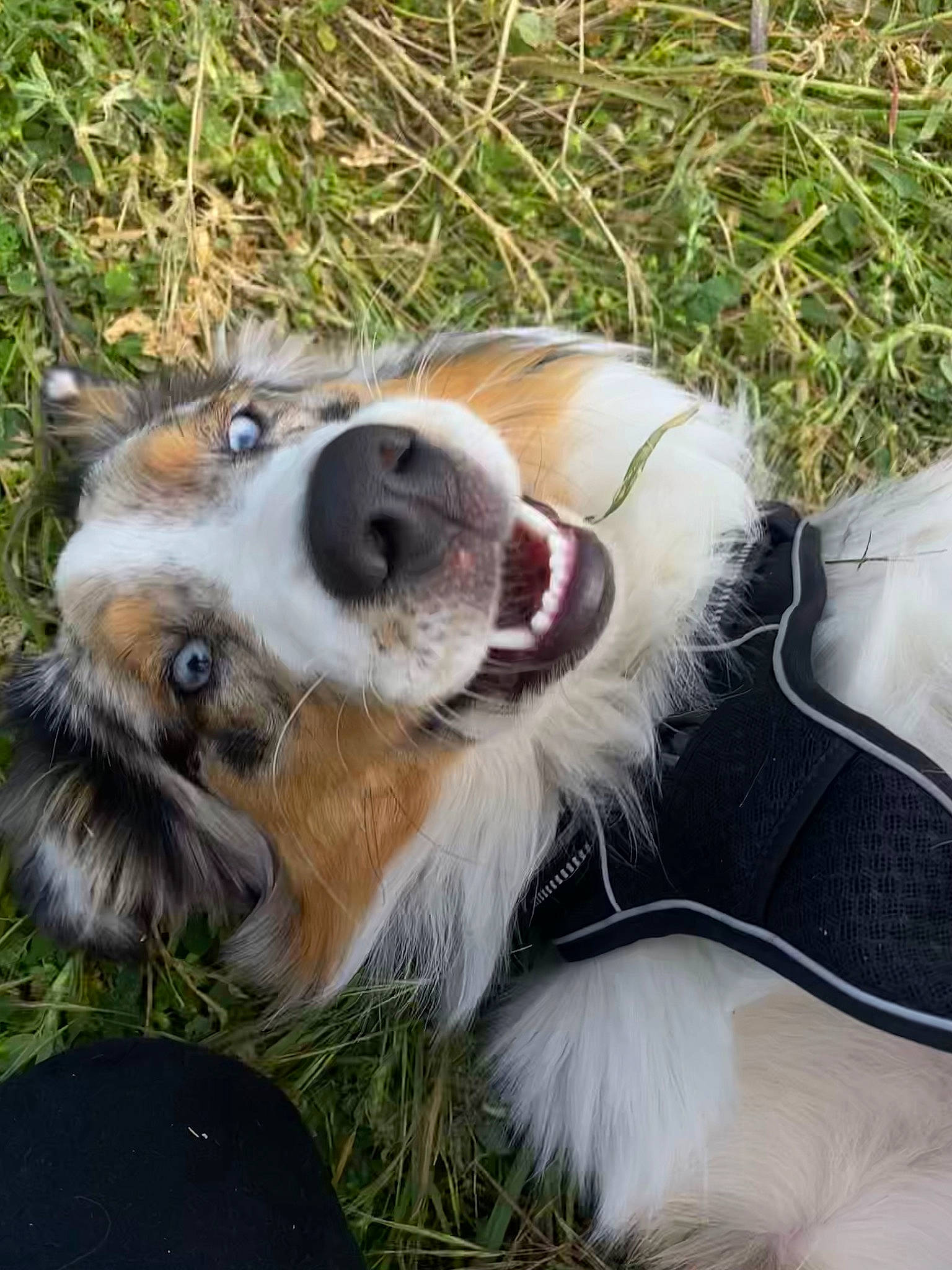 Taïko participe au concours pour gagner de l'argent avec cette photo : ball, canidae, carnivore, collar, collie, companion_dog, dog, dog_breed, dog_collar, fang, fawn, fur, grass, leash, plant, scotch_collie, shetland_sheepdog, snout, sporting_group, whiskers