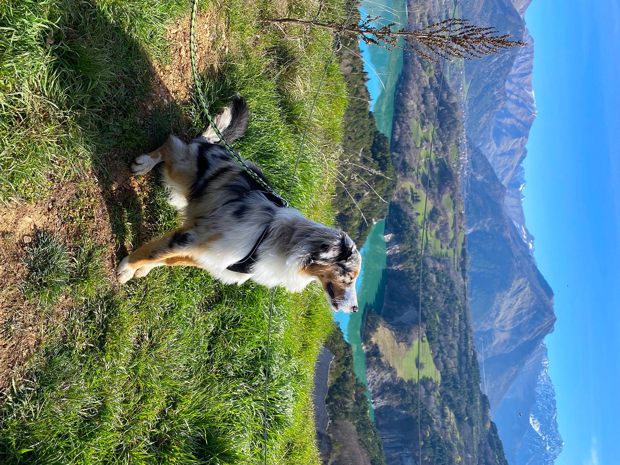 Taïko participe au concours pour gagner de l'argent avec cette photo : adventure, canidae, carnivore, dog, dog_breed, forest, grass, klippe, landscape, mountain, natural_landscape, plant, sky, slope, sporting_group, tail, tree, trunk, wildlife, wood